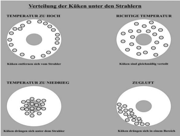 Verteilung der Küken unter den Strahlern